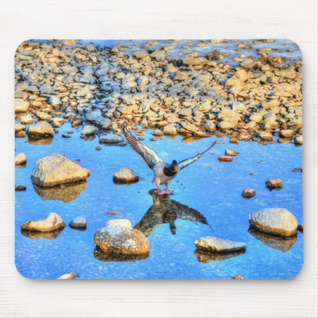 Landing Mallard Drake Birdlover Wildlife Photo Mouse Pad (Front)