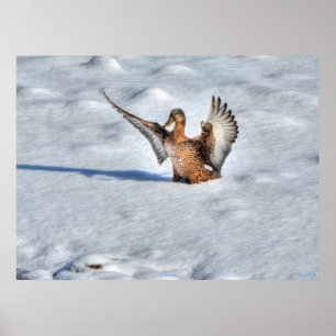 Landing Mallard Duck Wildlife Photo Print