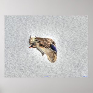 Landing Mallard Duck Wildlife Photo Print