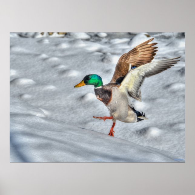 Landing Mallard Duck Wildlife Photo Print (Front)