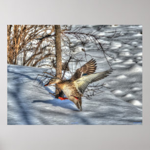 Landing Mallard Duck Wildlife Photo Print