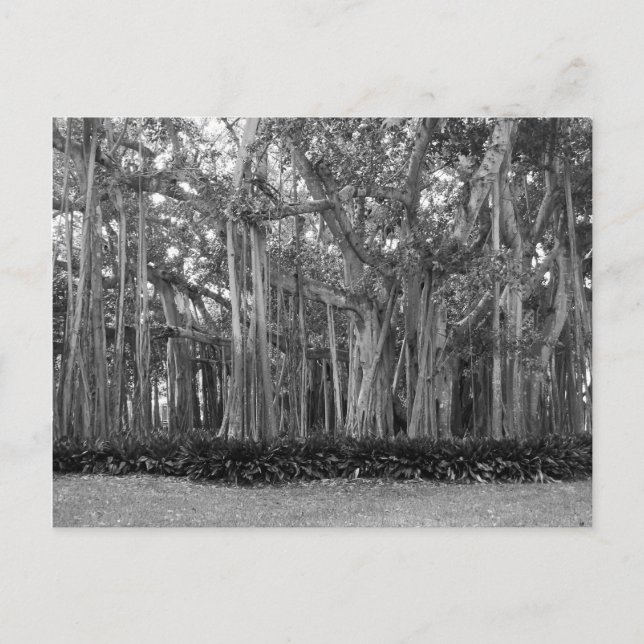 Landscape Banyan Trees B&W Photo Postcard (Front)