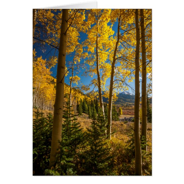 Landscape in San Juan Mountains (Front)