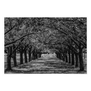 Landscape Nature Trees Photo Print