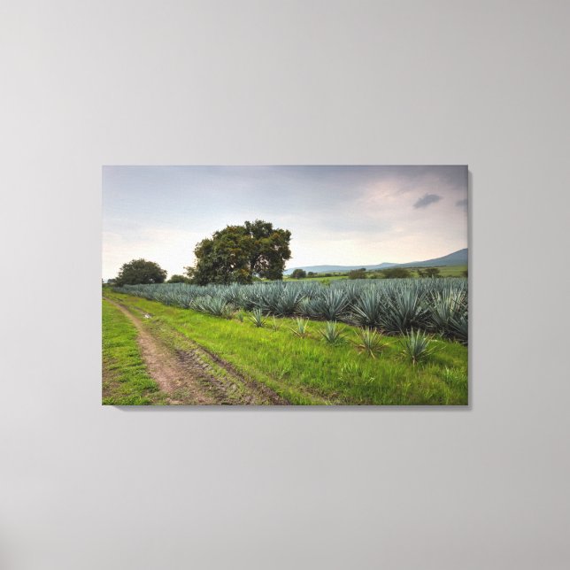 Landscape Of Blue Agave Canvas Print (Front)