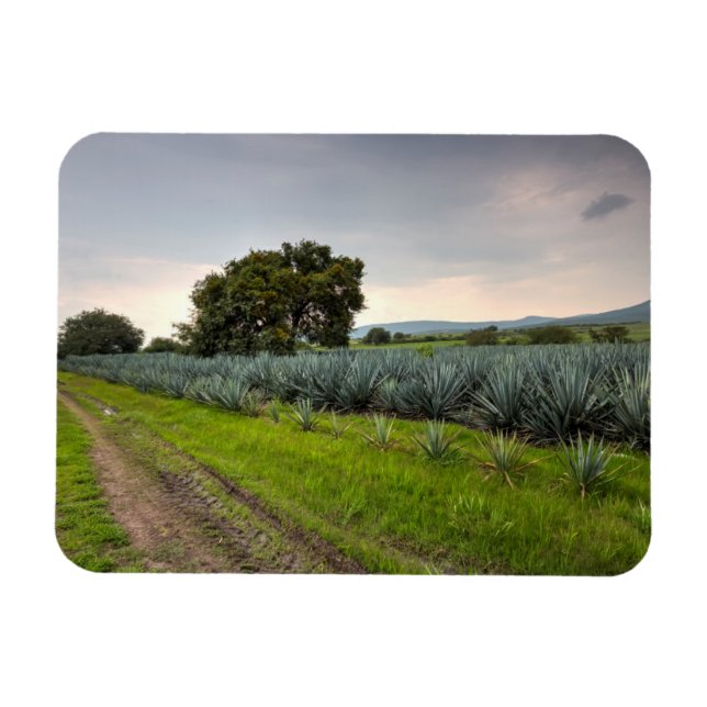 Landscape Of Blue Agave Magnet (Horizontal)