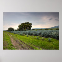 Landscape Of Blue Agave
