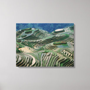 Landscape of rice terraces in the mountain, canvas print