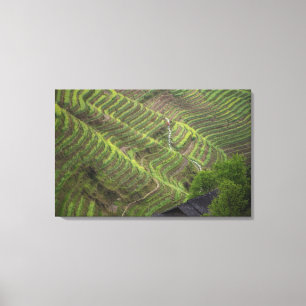 Landscape of rice terraces in the mountain, canvas print
