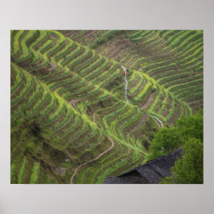 Landscape of rice terraces in the mountain, poster