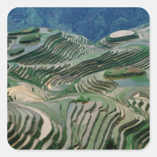 Landscape of rice terraces in the mountain, square sticker