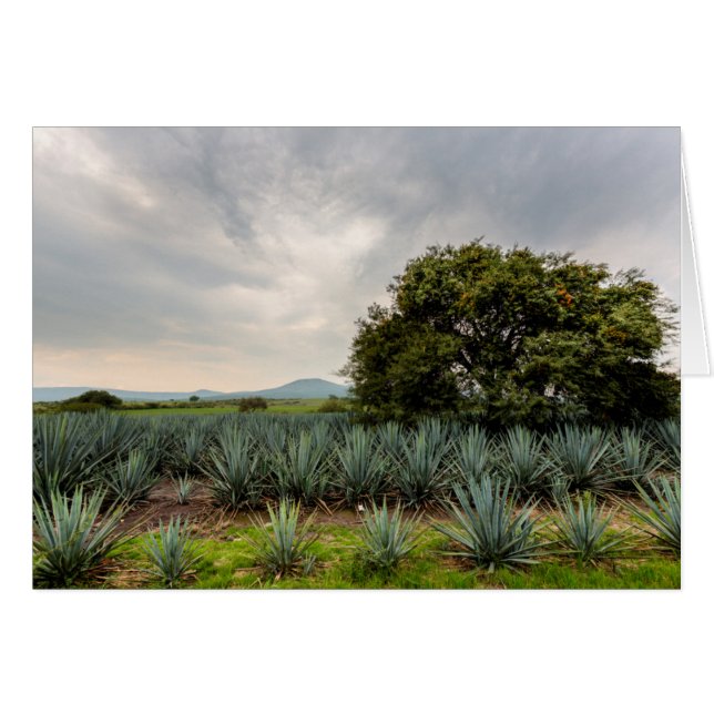 Landscape With Blue Agave (Front Horizontal)