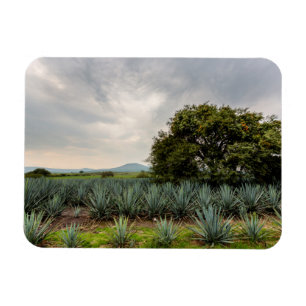 Landscape With Blue Agave Magnet