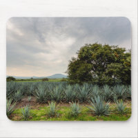 Landscape With Blue Agave