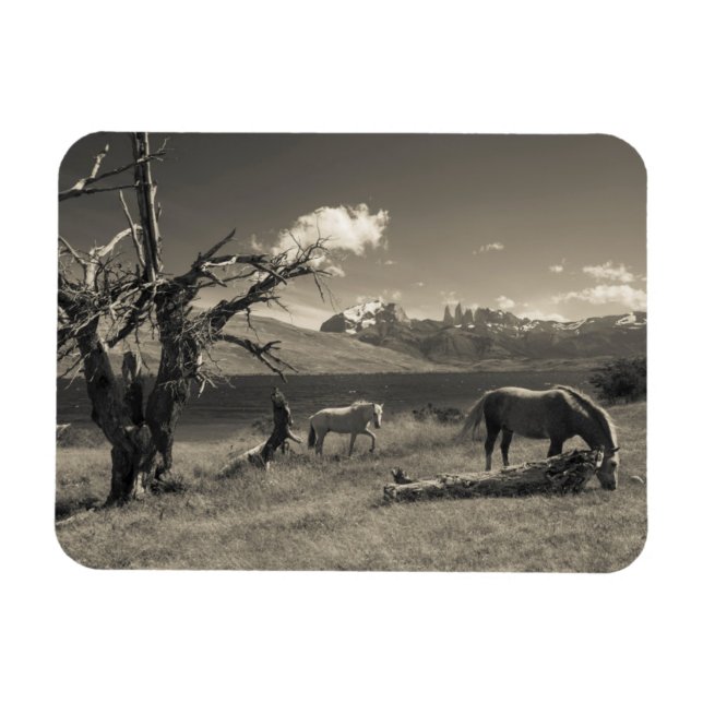 Landscape with horses magnet (Horizontal)