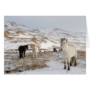 Landscape with Icelandic Horses