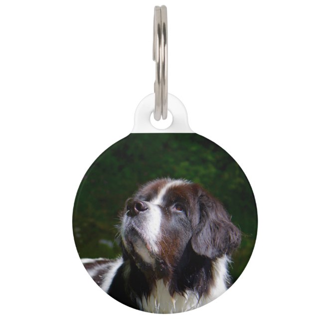 Landseer Dog. Pet Tag (Front)