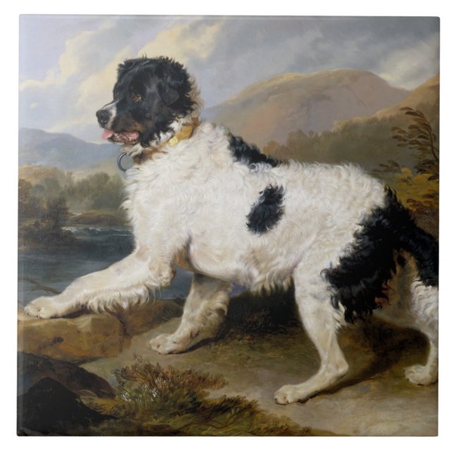 Landseer Newfoundland Dog (Black and White Animal) Tile (Front)