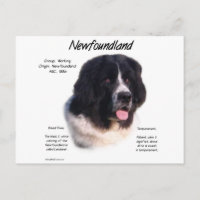 Landseer Newfoundland History; I love Newfies