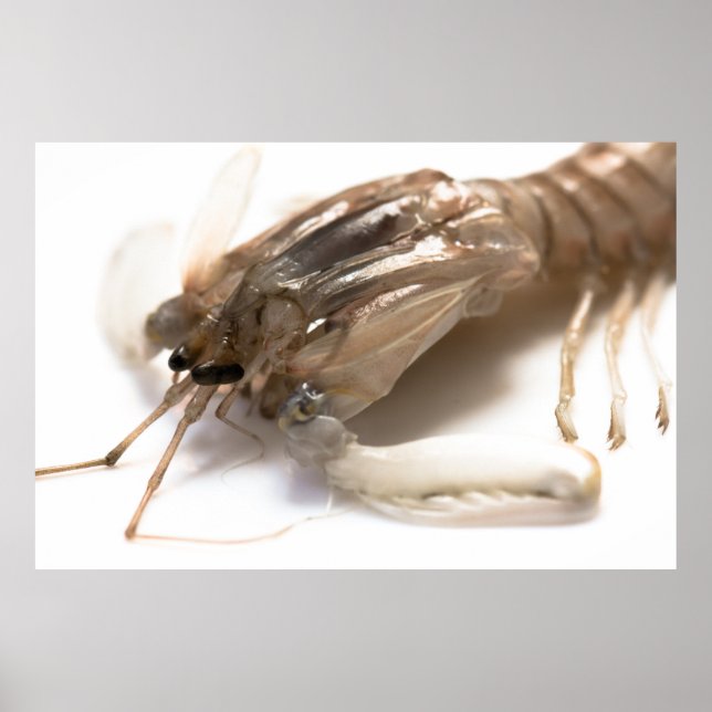 Langoustine Poster (Front)