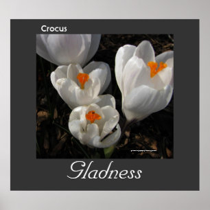 Language of Flowers Crocus Gladness Poster