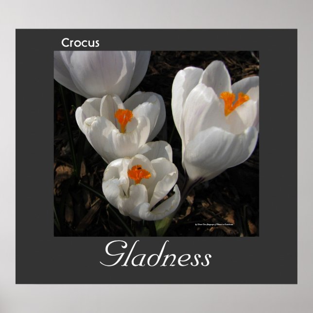 Language of Flowers Crocus Gladness Poster (Front)