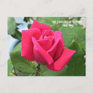 Language of Flowers Pink Rose Postcard