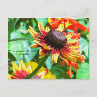 Language of Flowers the Cone Flower Postcard