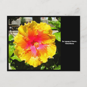 Language of Flowers Yellow Hibiscus Postcard