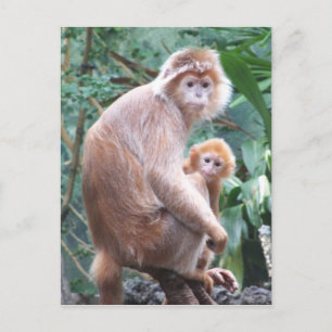 Langur Monkey Mother & Baby Postcard