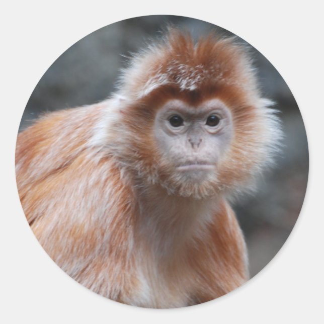 Langur  Stickers (Front)