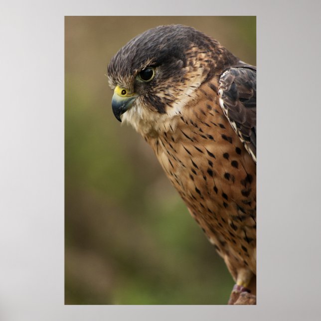 Lanner Falcon 2 Poster (Front)