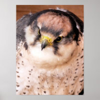 LANNER FALCON BIRD