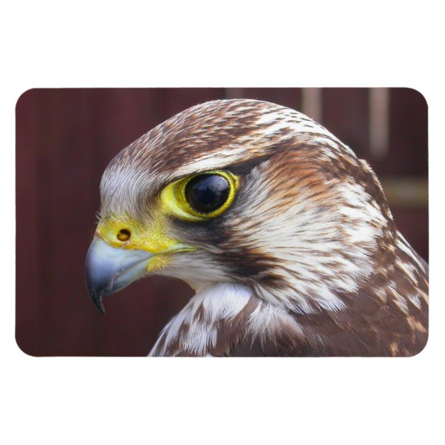 Lanner Falcon Magnet (Horizontal)