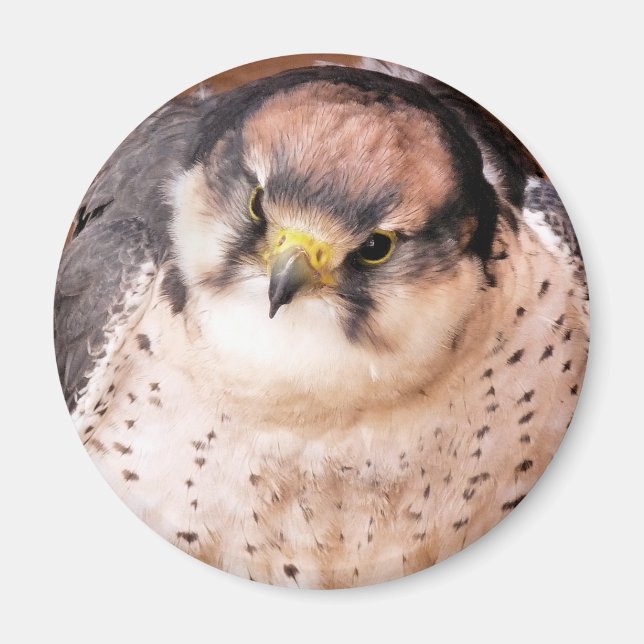 LANNER FALCON MAGNET (Front)