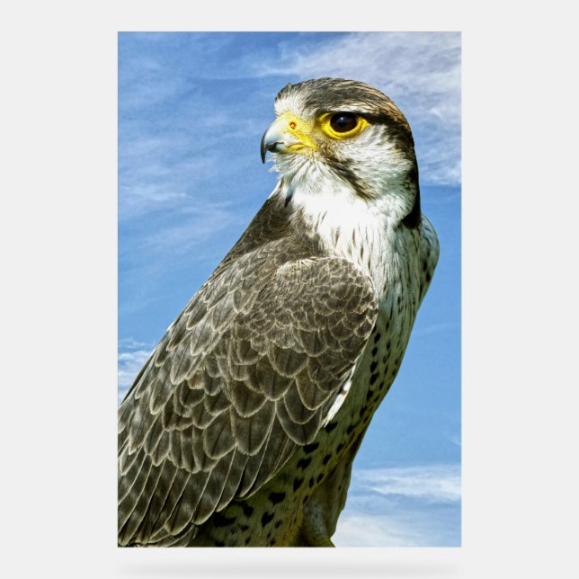 Lanner Falcon perched Acrylic Sign (Front)