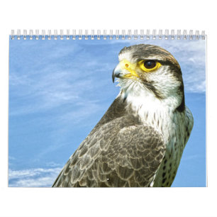 Lanner Falcon perched Calendar