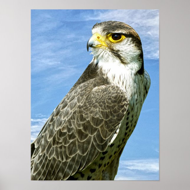 Lanner Falcon perched Poster (Front)