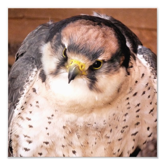 LANNER FALCON PHOTO PRINT (Front)