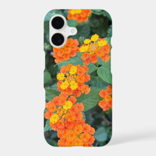 Lantana