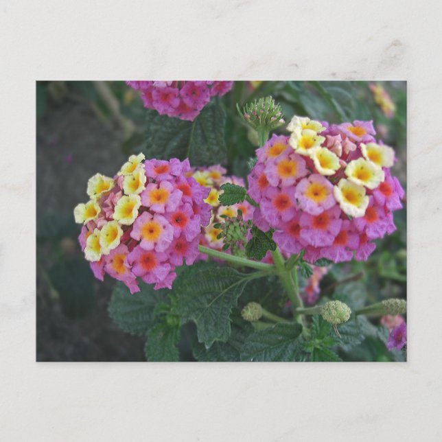 Lantana 1 postcard (Front)