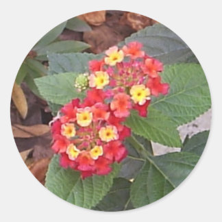 Lantana Blooms Sticker