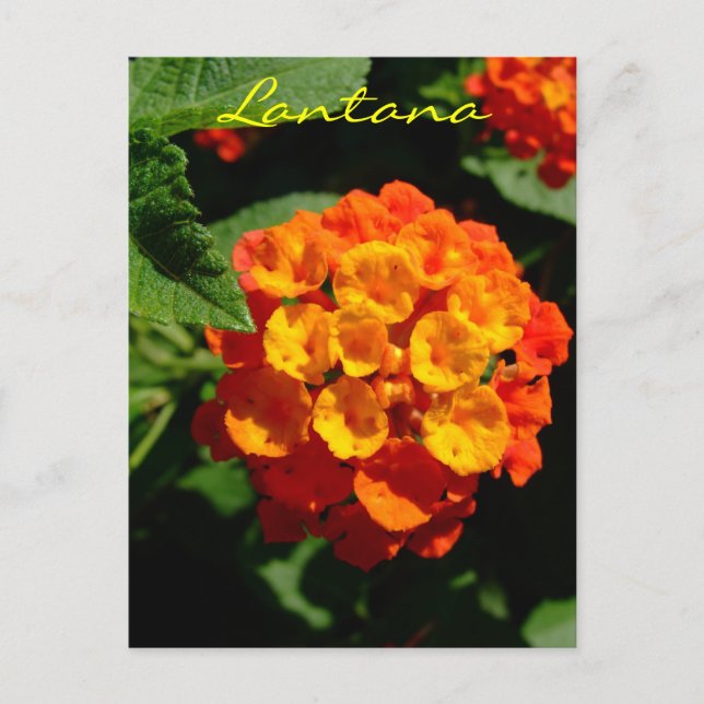 Lantana flower postcard (Front)