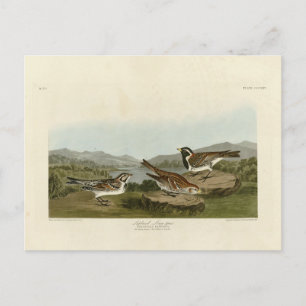Lapland Long-spur, from Audubon's Birds of America Postcard