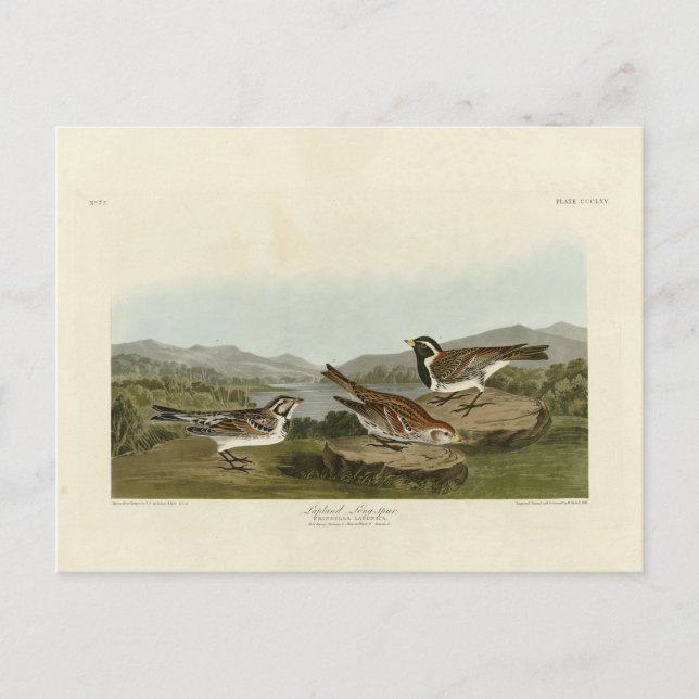 Lapland Long-spur, from Audubon's Birds of America Postcard (Front)
