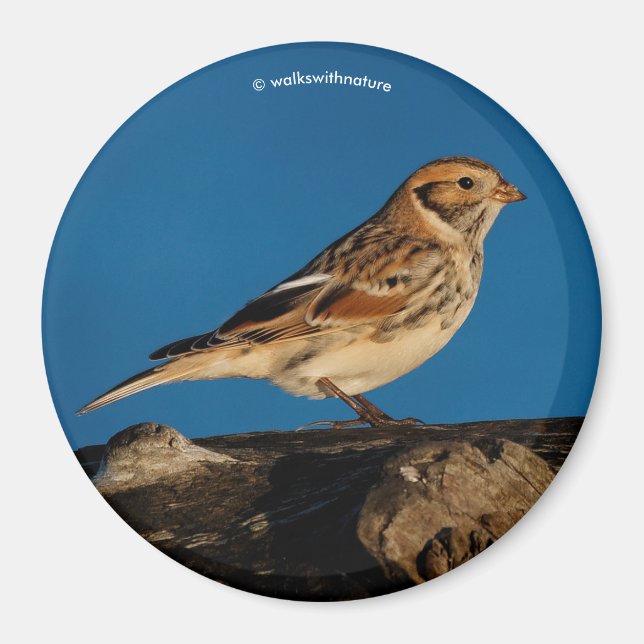 Lapland Longspur on a Sunlit Log Magnet (Front)