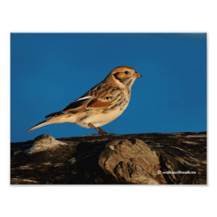 Lapland Longspur on a Sunlit Log Photo Print