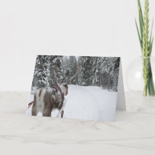 Lapland reindeer Christmas Card holidays card