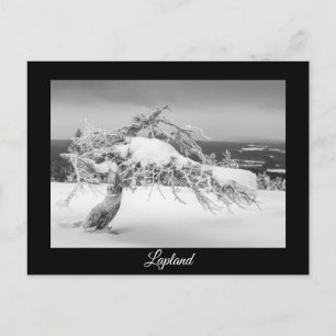Lapland winter souvenir postcard