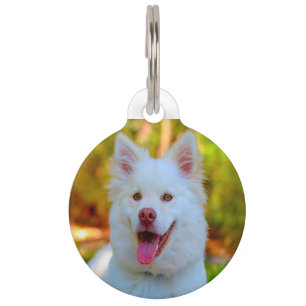 Lapphund Dog. Pet Tag